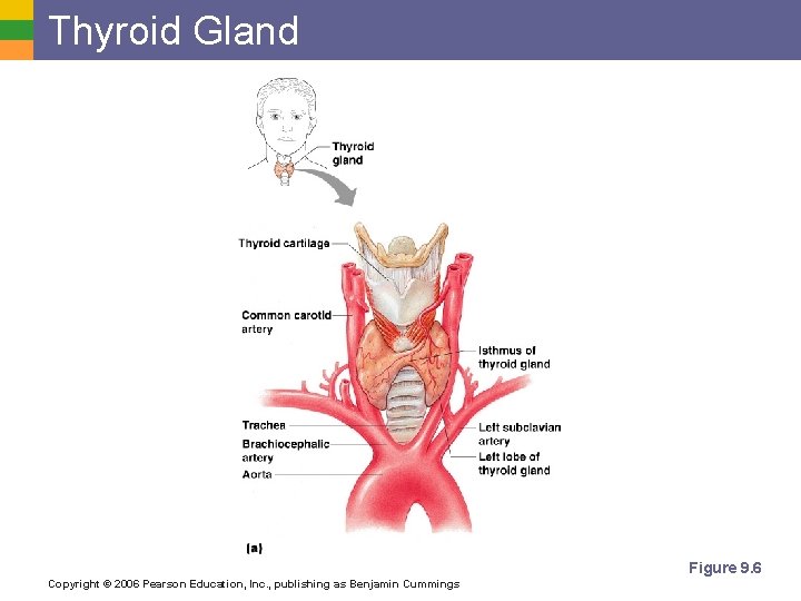 Thyroid Gland Figure 9. 6 Copyright © 2006 Pearson Education, Inc. , publishing as
