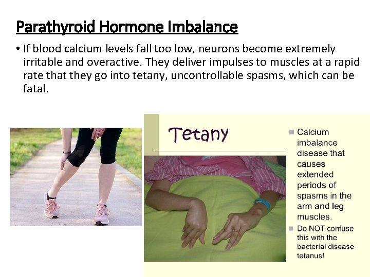 Parathyroid Hormone Imbalance • If blood calcium levels fall too low, neurons become extremely