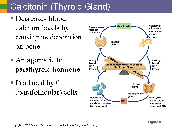 Calcitonin (Thyroid Gland) § Decreases blood calcium levels by causing its deposition on bone