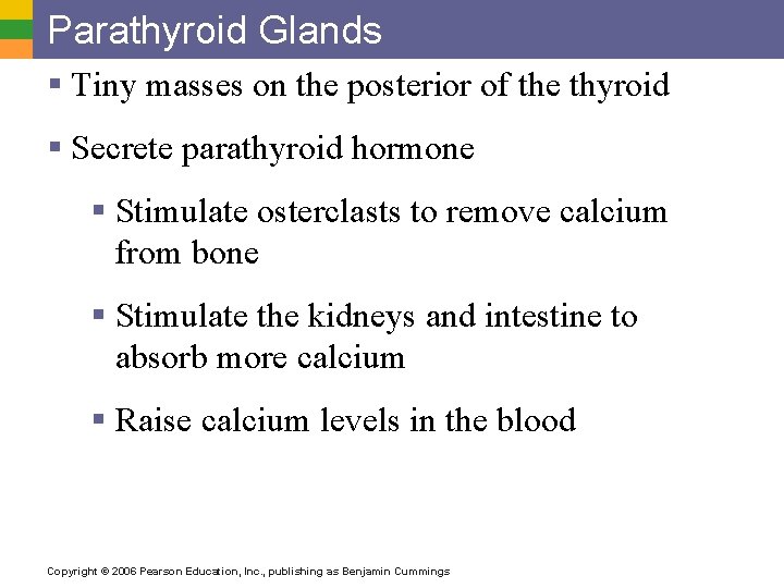 Parathyroid Glands § Tiny masses on the posterior of the thyroid § Secrete parathyroid