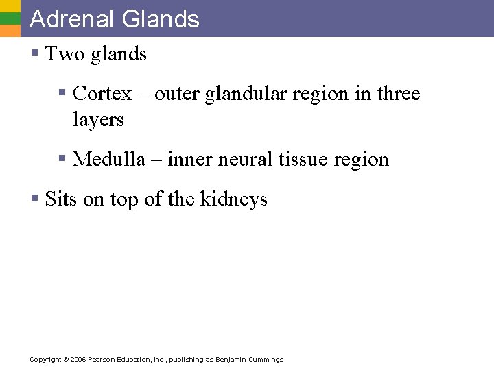 Adrenal Glands § Two glands § Cortex – outer glandular region in three layers