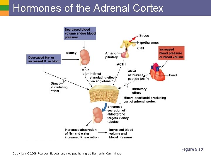Hormones of the Adrenal Cortex Figure 9. 10 Copyright © 2006 Pearson Education, Inc.