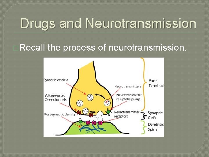 Drugs and Neurotransmission �Recall the process of neurotransmission. 