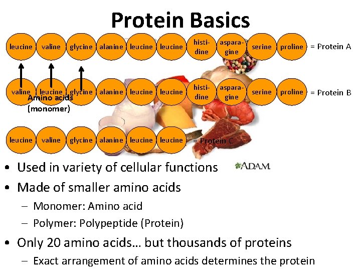 Protein Basics leucine valine glycine alanine leucine histidine asparagine serine proline = Protein A