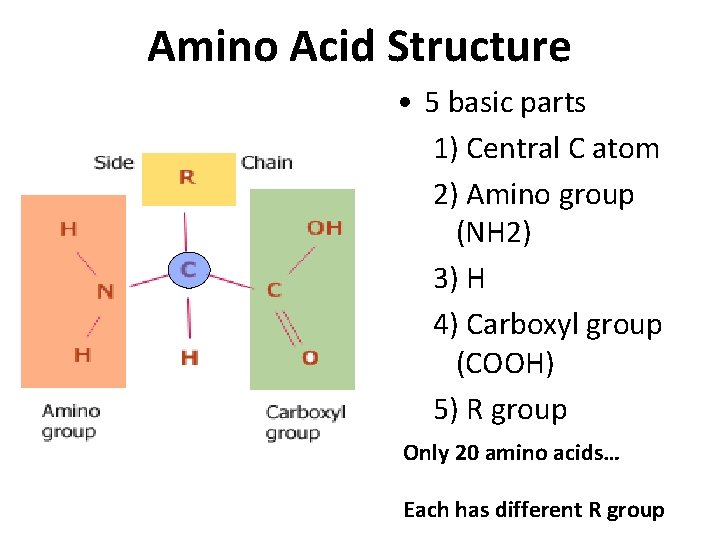 Amino Acid Structure • 5 basic parts 1) Central C atom 2) Amino group