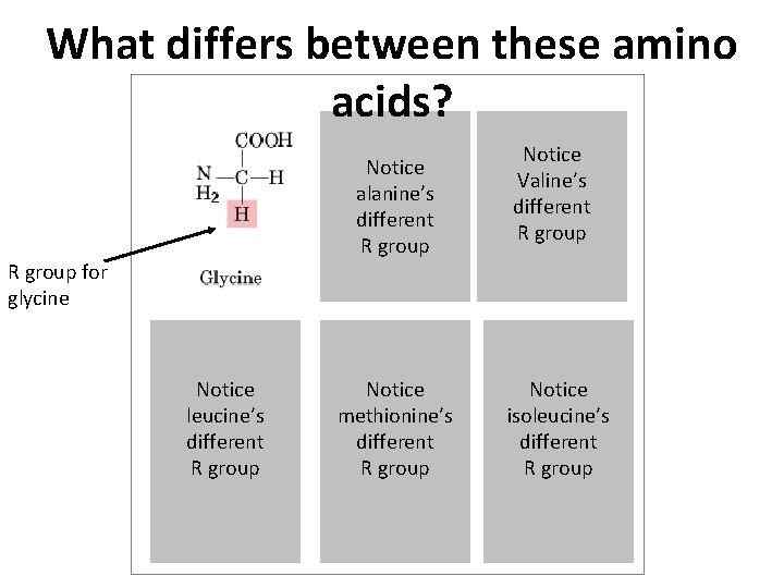 What differs between these amino acids? Notice alanine’s different R group Notice Valine’s different