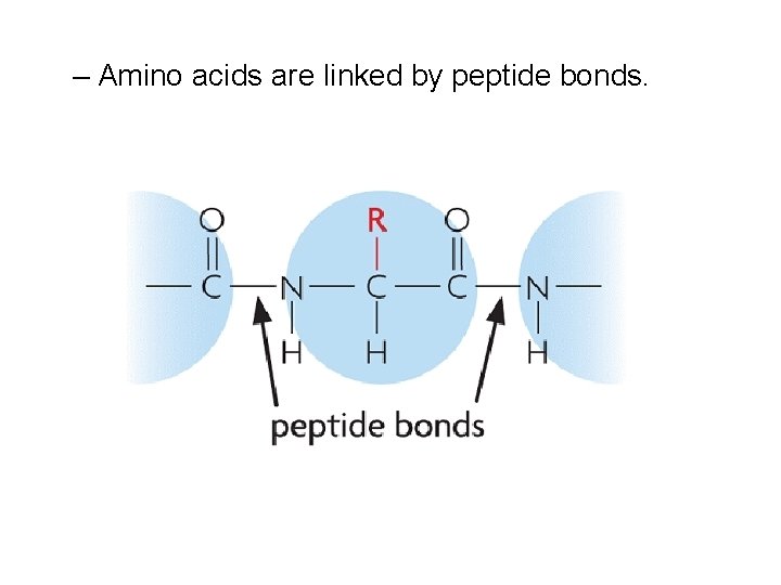 – Amino acids are linked by peptide bonds. 