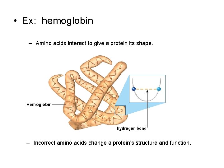  • Ex: hemoglobin – Amino acids interact to give a protein its shape.