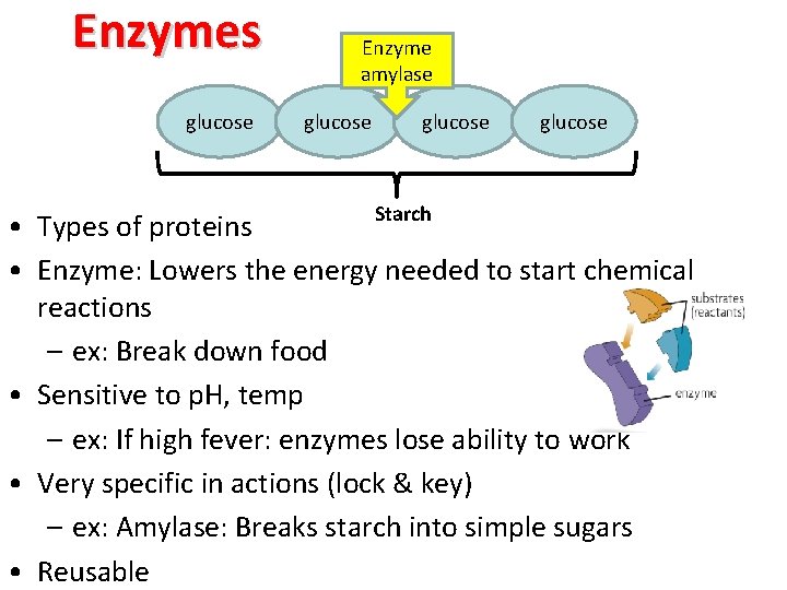 Enzymes glucose Enzyme amylase glucose Starch • Types of proteins • Enzyme: Lowers the