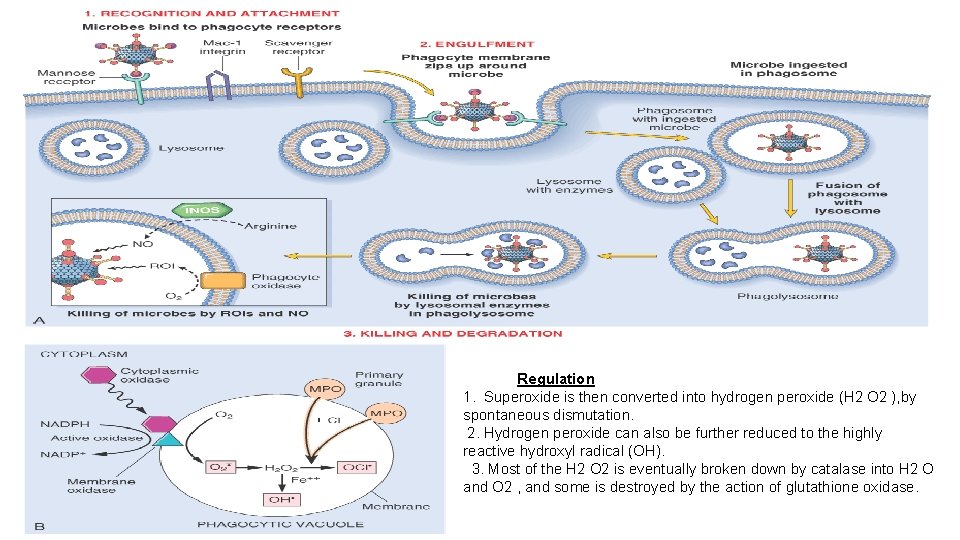 Regulation 1. Superoxide is then converted into hydrogen peroxide (H 2 O 2 ),