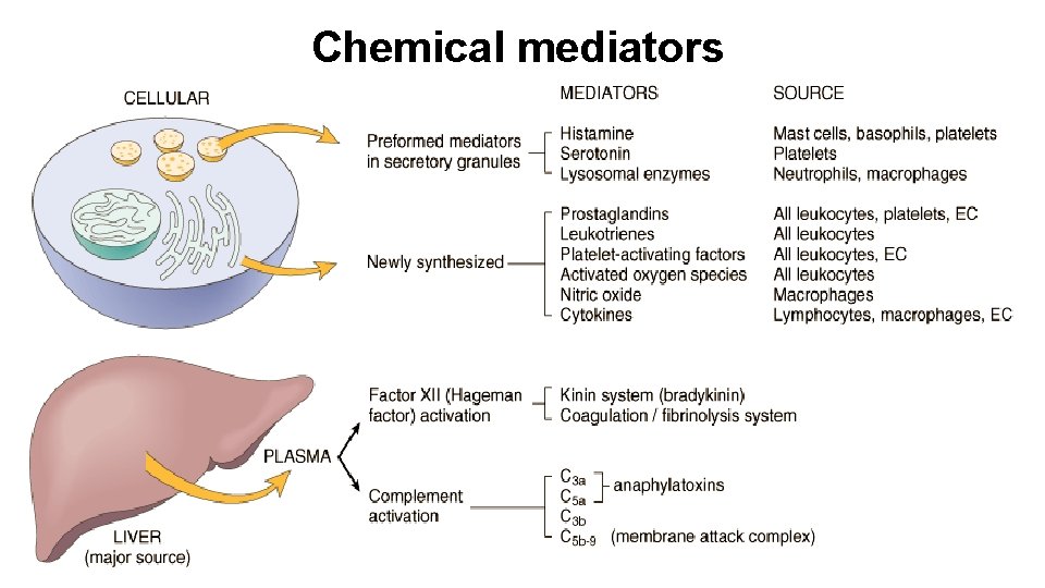 Chemical mediators 