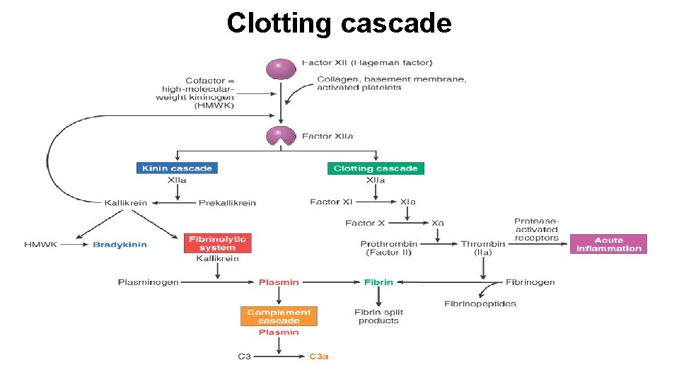 Clotting cascade 