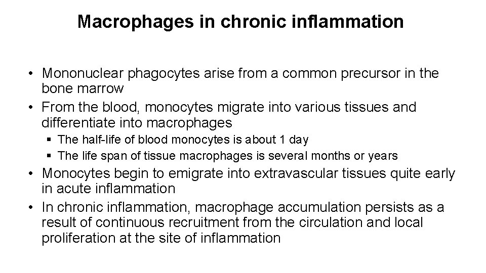 Macrophages in chronic inflammation • Mononuclear phagocytes arise from a common precursor in the