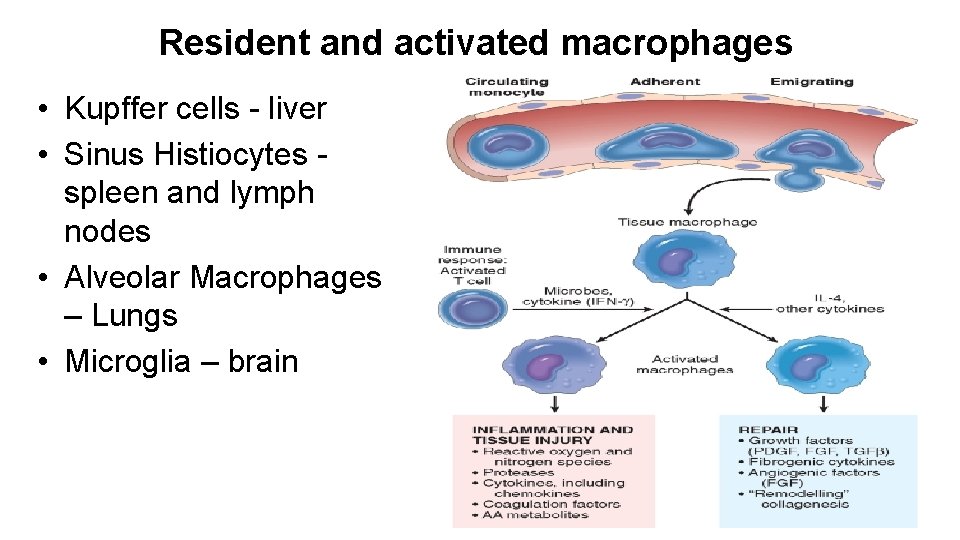 Resident and activated macrophages • Kupffer cells - liver • Sinus Histiocytes spleen and