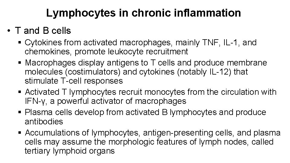 Lymphocytes in chronic inflammation • T and B cells § Cytokines from activated macrophages,