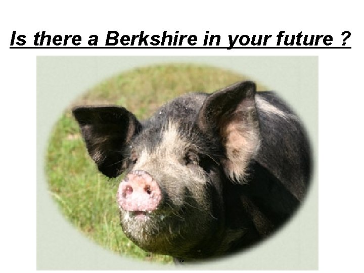 Is there a Berkshire in your future ? TM 