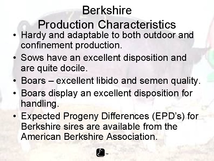 Berkshire Production Characteristics • Hardy and adaptable to both outdoor and confinement production. •