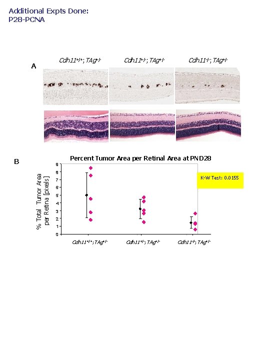 Additional Expts Done: P 28 -PCNA Cdh 11+/+; TAg+/- A Cdh 11+/-; TAg+/- Cdh