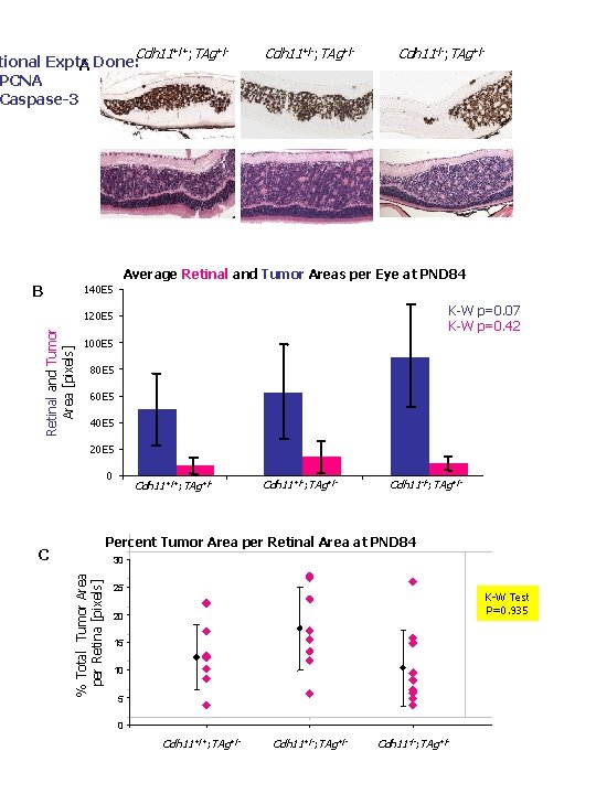 Cdh 11+/+; TAg+/- tional Expts A Done: PCNA Caspase-3 Cdh 11+/-; TAg+/- Cdh 11