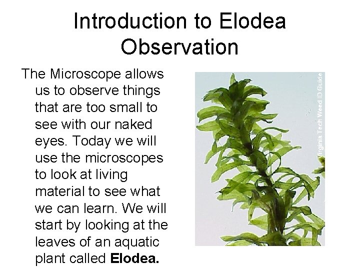 Introduction to Elodea Observation The Microscope allows us to observe things that are too