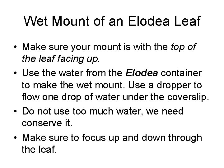 Wet Mount of an Elodea Leaf • Make sure your mount is with the