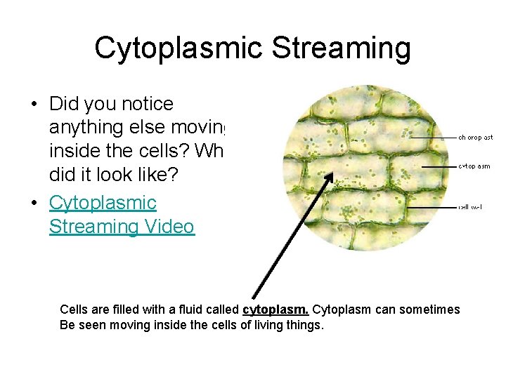 Cytoplasmic Streaming • Did you notice anything else moving inside the cells? What did