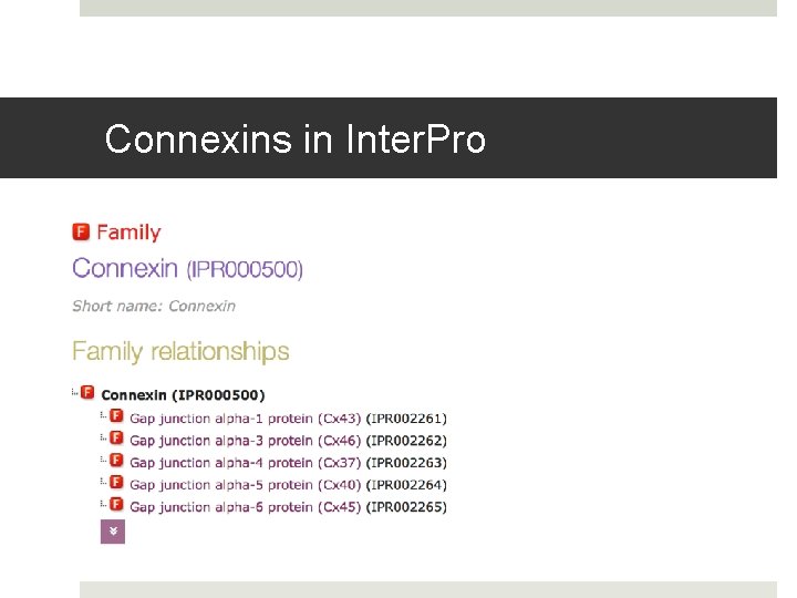 Connexins in Inter. Pro 