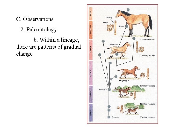 C. Observations 2. Paleontology b. Within a lineage, there are patterns of gradual change
