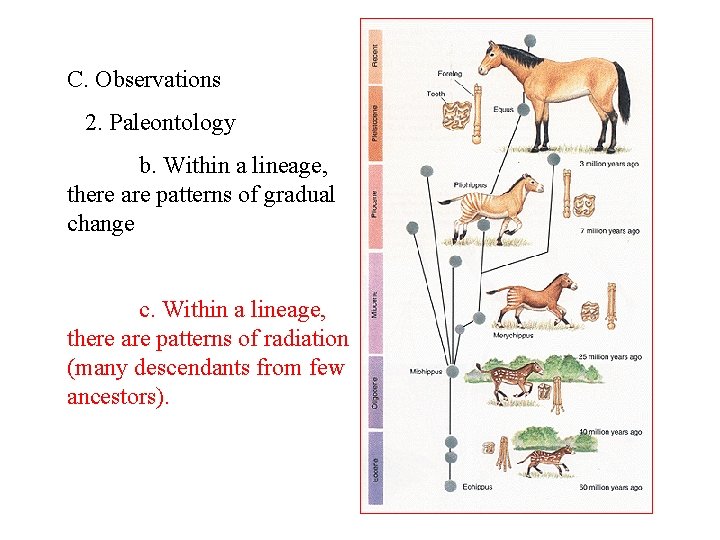 C. Observations 2. Paleontology b. Within a lineage, there are patterns of gradual change