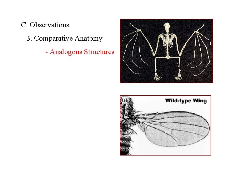 C. Observations 3. Comparative Anatomy - Analogous Structures 