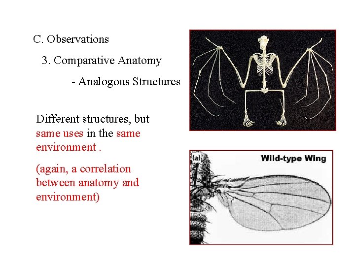 C. Observations 3. Comparative Anatomy - Analogous Structures Different structures, but same uses in