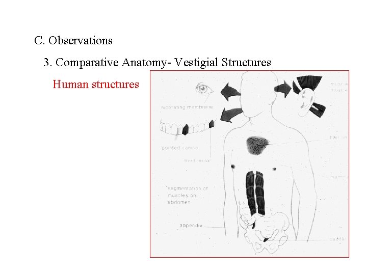 C. Observations 3. Comparative Anatomy- Vestigial Structures Human structures 