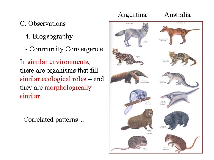 Argentina C. Observations 4. Biogeography - Community Convergence In similar environments, there are organisms