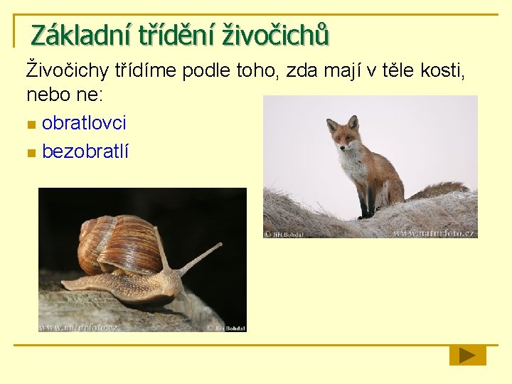 Základní třídění živočichů Živočichy třídíme podle toho, zda mají v těle kosti, nebo ne: