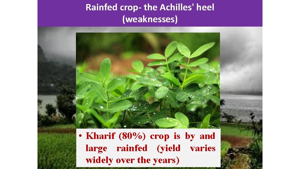 Rainfed crop- the Achilles' heel (weaknesses) • Kharif (80%) crop is by and large