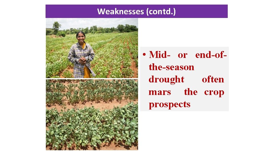 Weaknesses (contd. ) • Mid or end of the season drought often mars the