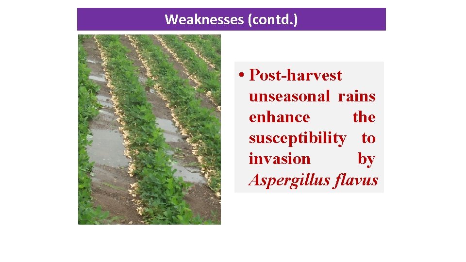 Weaknesses (contd. ) • Post harvest unseasonal rains enhance the susceptibility to invasion by