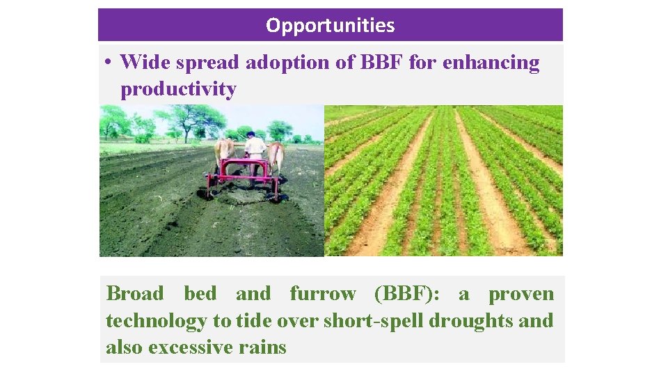 Opportunities • Wide spread adoption of BBF for enhancing productivity Broad bed and furrow