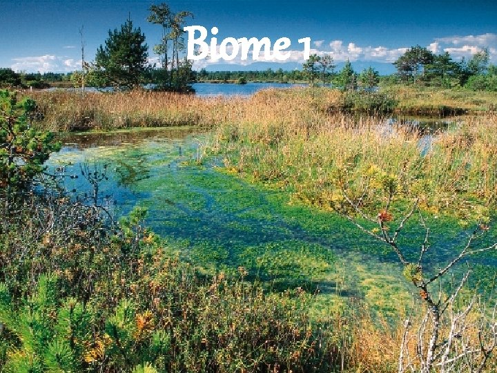 Biome 1 