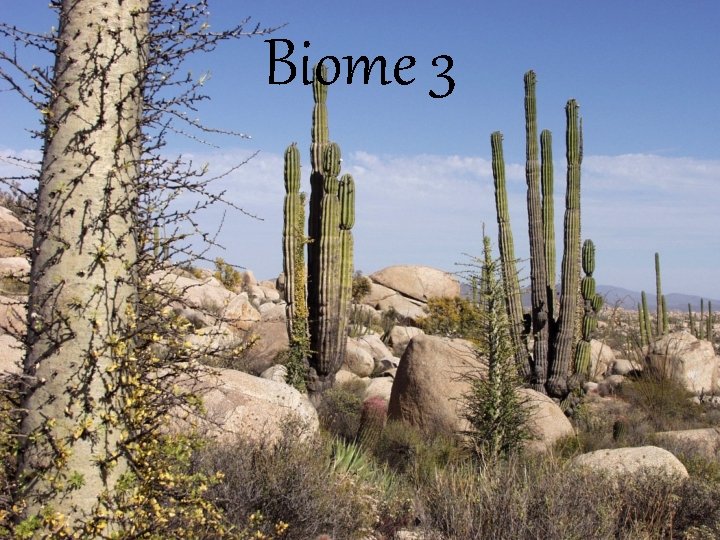 Biome 3 
