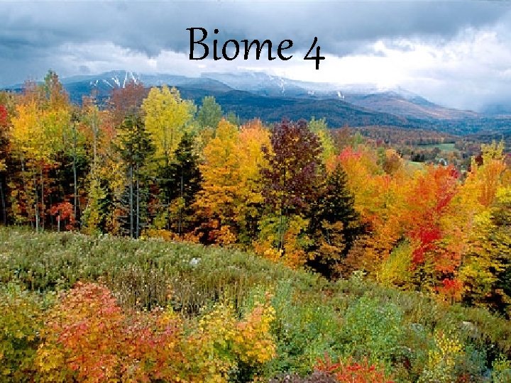 Biome 4 