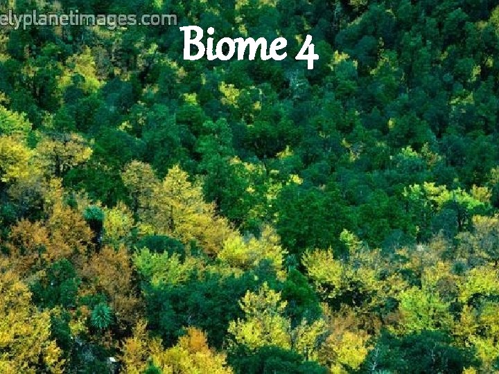 Biome 4 