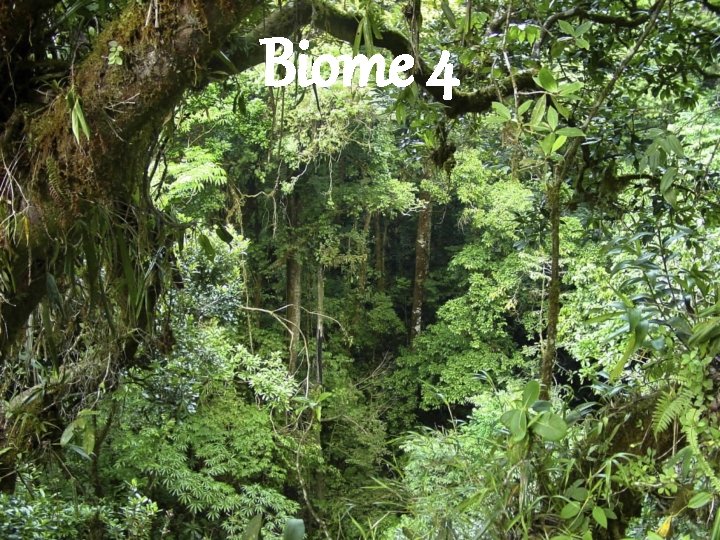 Biome 4 
