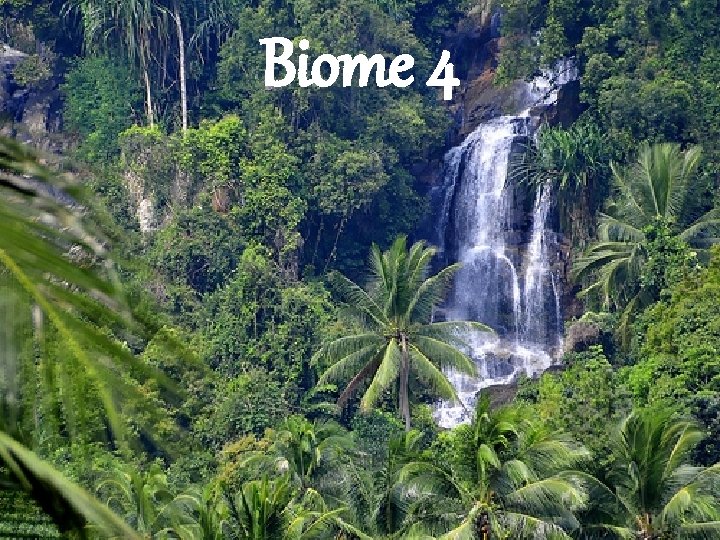Biome 4 