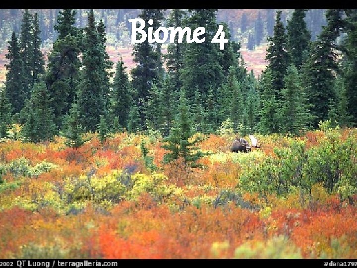 Biome 4 