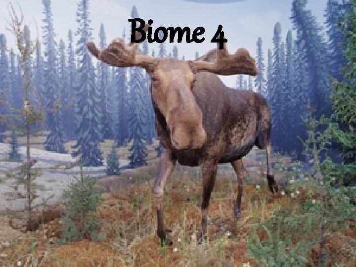 Biome 4 
