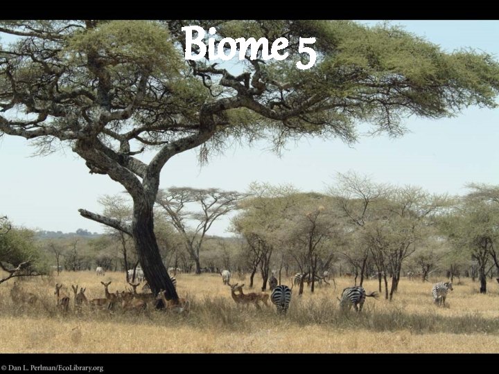 Biome 5 