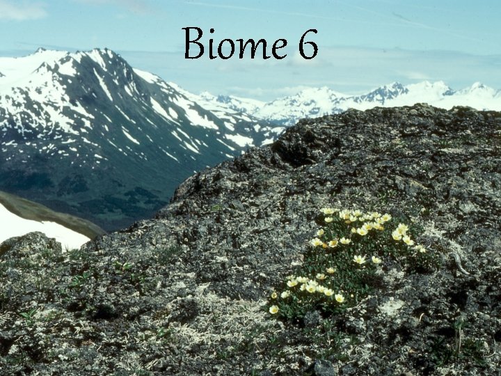 Biome 6 