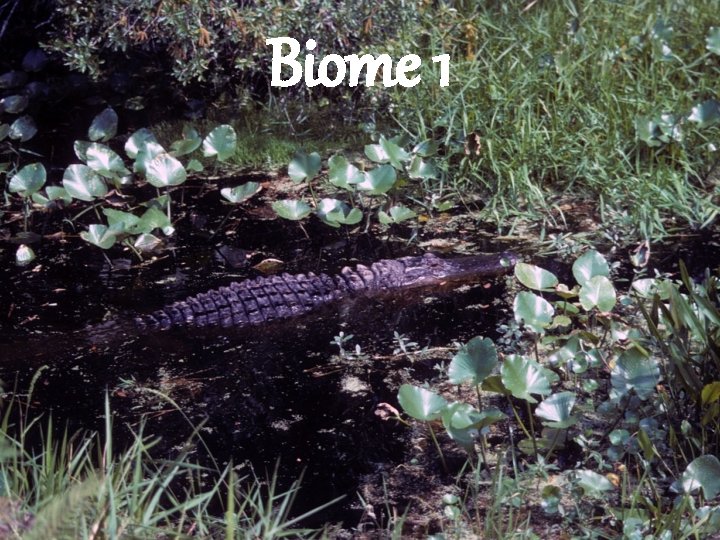 Biome 1 