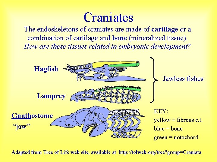 Craniates The endoskeletons of craniates are made of cartilage or a combination of cartilage